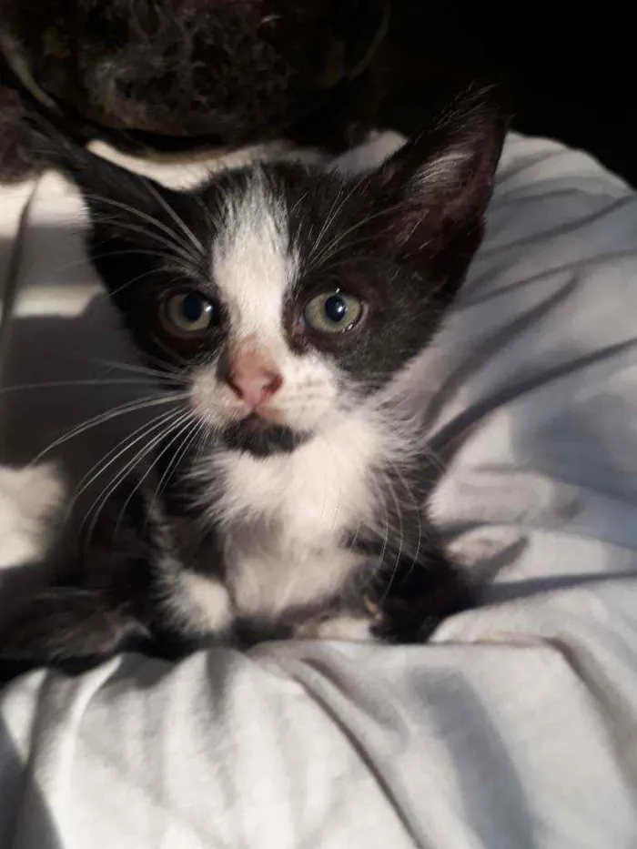 Gato ra a SRD idade Abaixo de 2 meses nome Zezinho