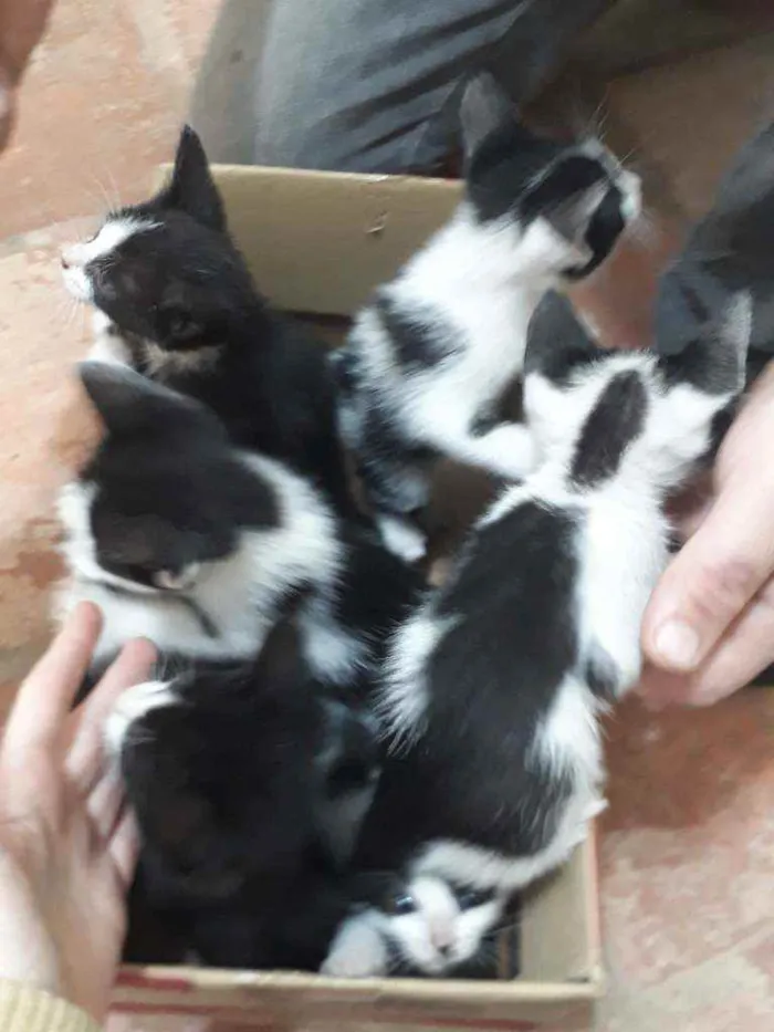 Gato ra a SRD idade Abaixo de 2 meses nome Zezinho