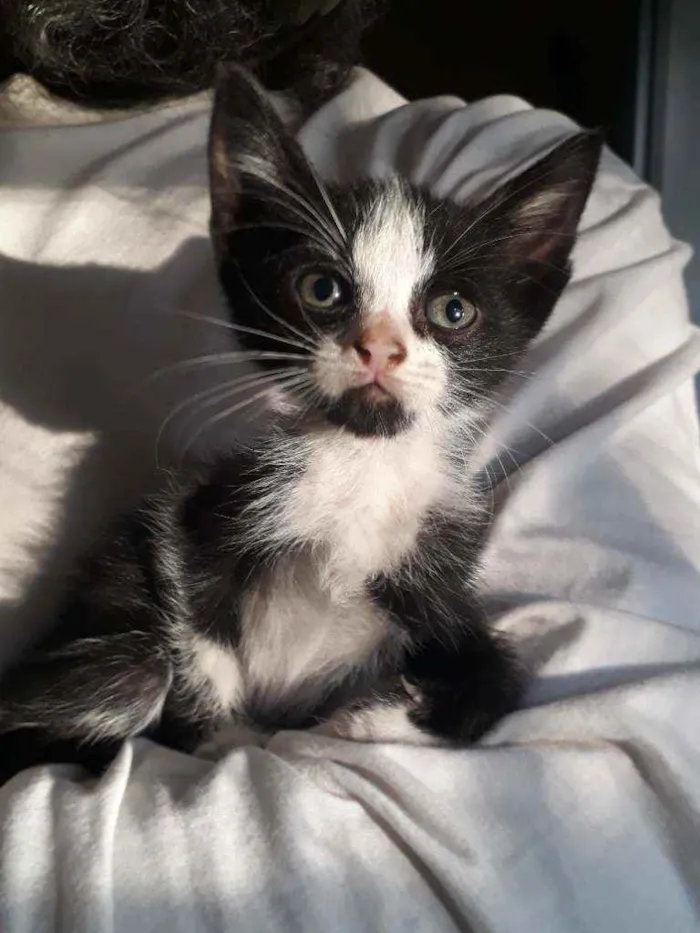Gato ra a SRD idade Abaixo de 2 meses nome Zezinho
