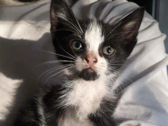 Gato ra a SRD idade Abaixo de 2 meses nome Zezinho