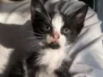 Zezinho
