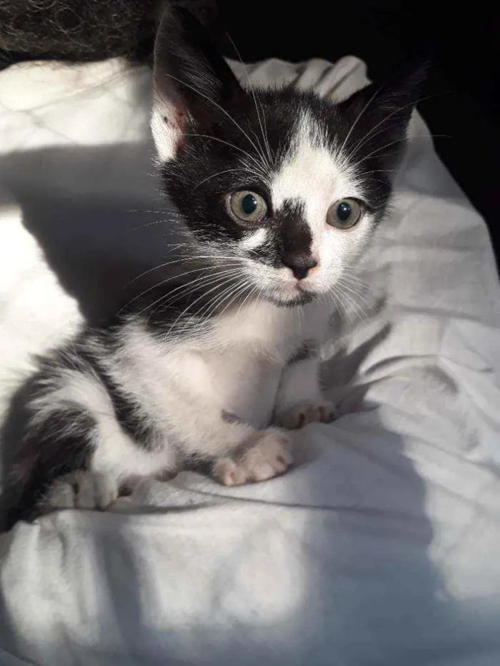 Gato ra a SRD idade Abaixo de 2 meses nome Luisinho