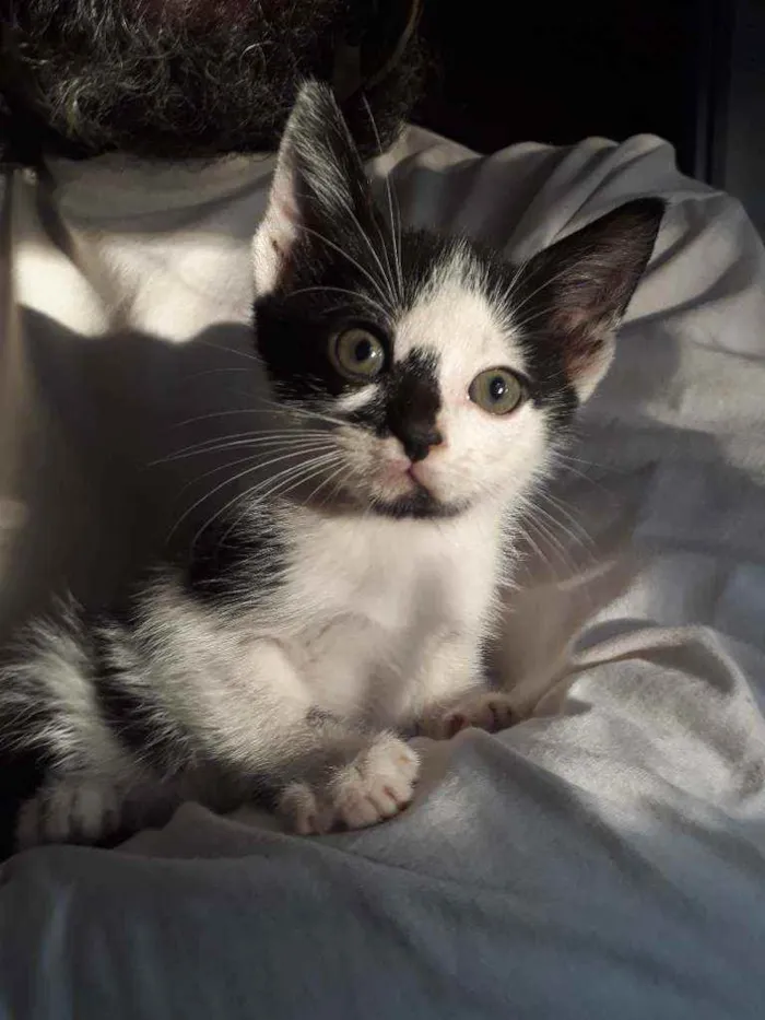 Gato ra a SRD idade Abaixo de 2 meses nome Luisinho