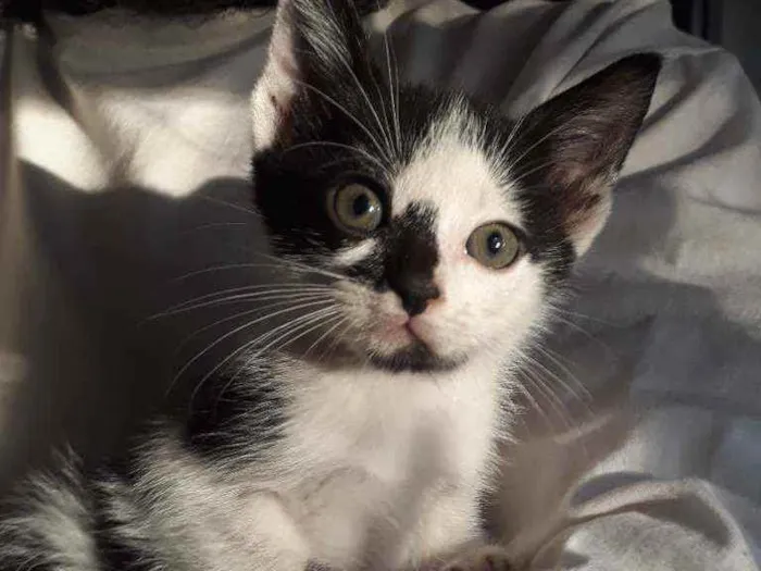 Gato ra a SRD idade Abaixo de 2 meses nome Luisinho