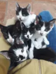 Corazón