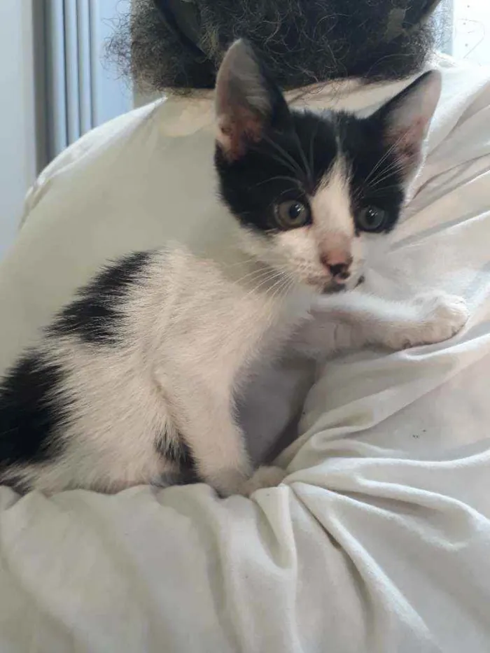 Gato ra a SRD idade Abaixo de 2 meses nome Corazón