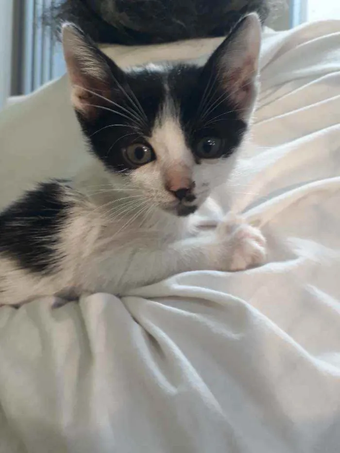 Gato ra a SRD idade Abaixo de 2 meses nome Corazón