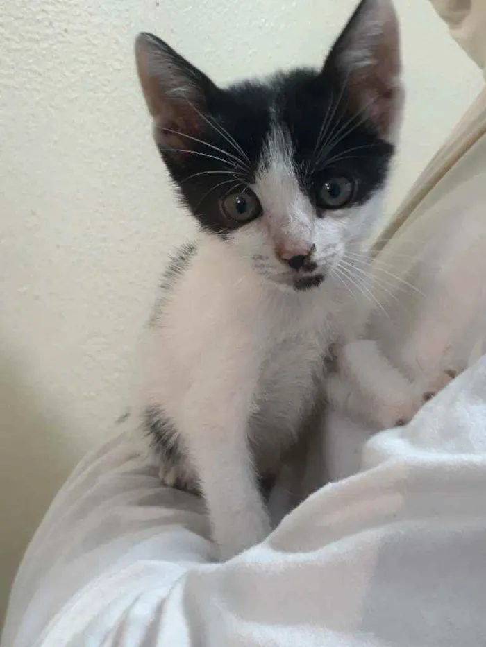 Gato ra a SRD idade Abaixo de 2 meses nome Corazón