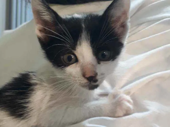 Gato ra a SRD idade Abaixo de 2 meses nome Corazón