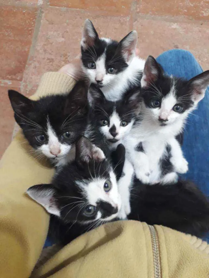 Gato ra a SRD idade Abaixo de 2 meses nome Clarabela