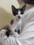 Clarabela