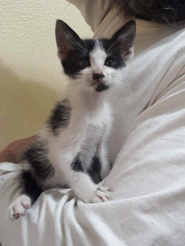 Gato ra a SRD idade Abaixo de 2 meses nome Clarabela
