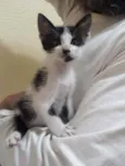 Clarabela