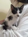Clarabela