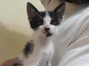 Gato raça SRD idade Abaixo de 2 meses nome Clarabela