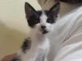 Clarabela