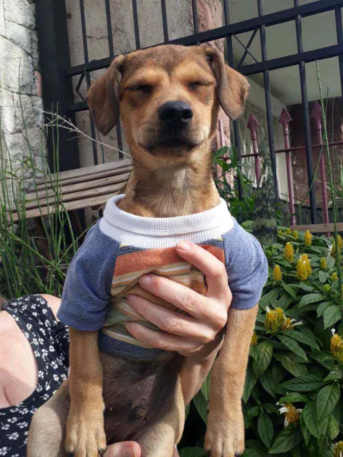 Cachorro ra a Srd idade 2 a 6 meses nome Mumuzinho