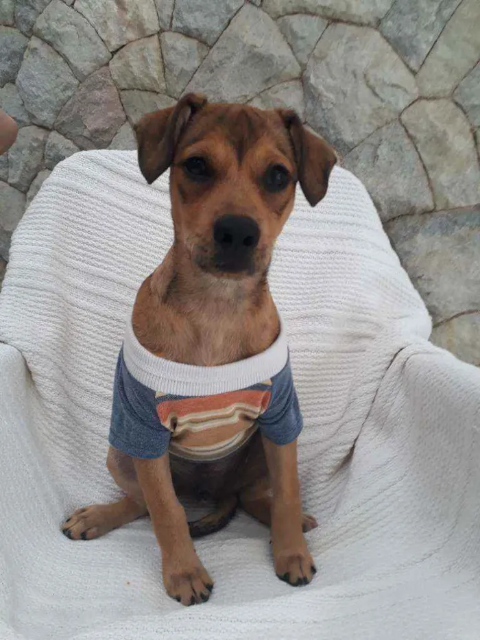 Cachorro ra a Srd idade 2 a 6 meses nome Mumuzinho
