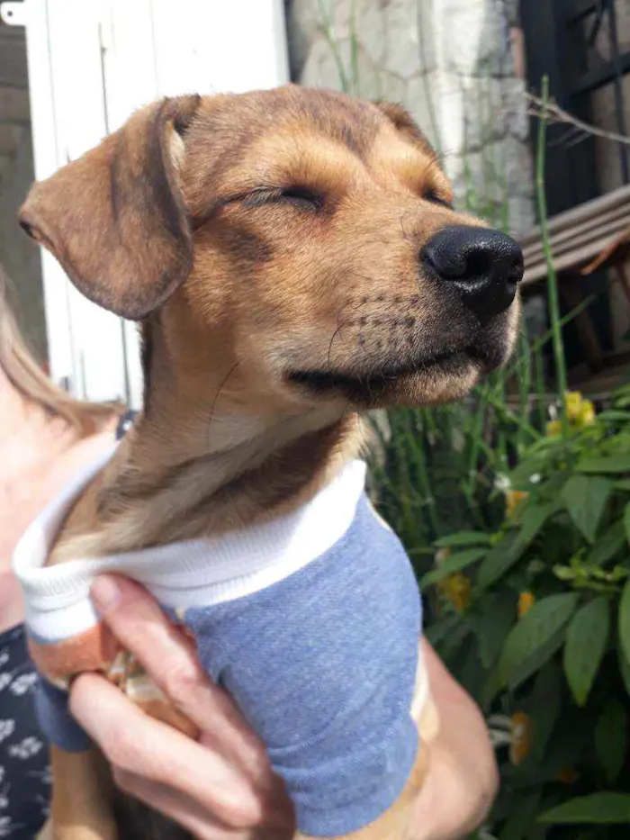 Cachorro ra a Srd idade 2 a 6 meses nome Mumuzinho