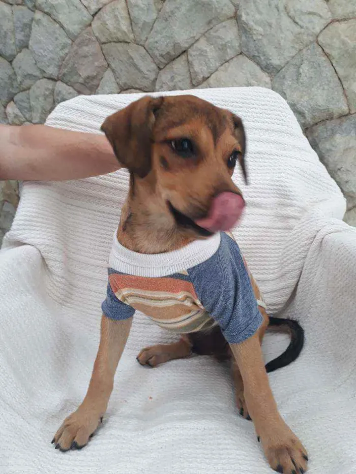 Cachorro ra a Srd idade 2 a 6 meses nome Mumuzinho