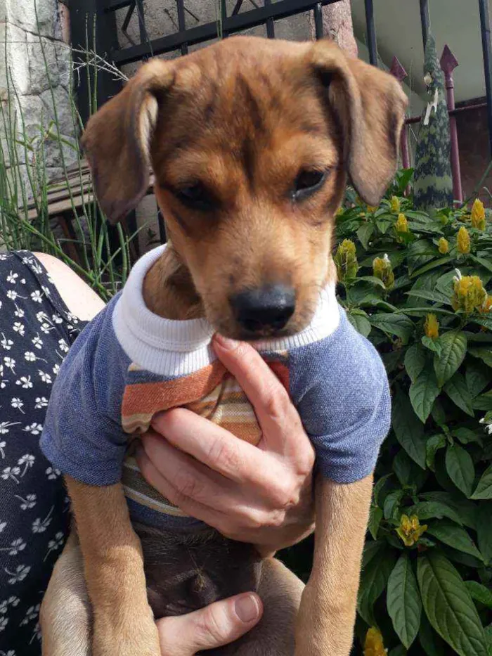 Cachorro ra a Srd idade 2 a 6 meses nome Mumuzinho