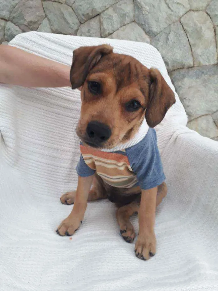 Cachorro ra a Srd idade 2 a 6 meses nome Mumuzinho