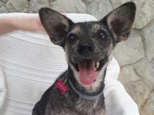 Cachorro raça Srd idade 6 ou mais anos nome Helena 