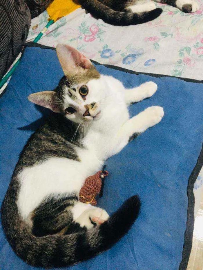 Gato ra a Srd idade 1 ano nome Sol e jimmy