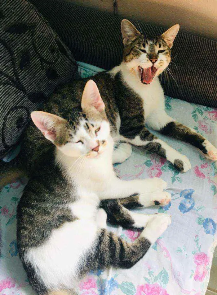 Gato ra a Srd idade 1 ano nome Sol e jimmy