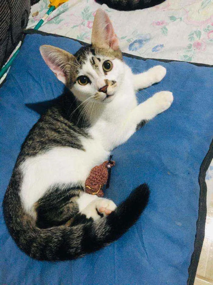 Gato ra a Srd idade 1 ano nome Sol e jimmy