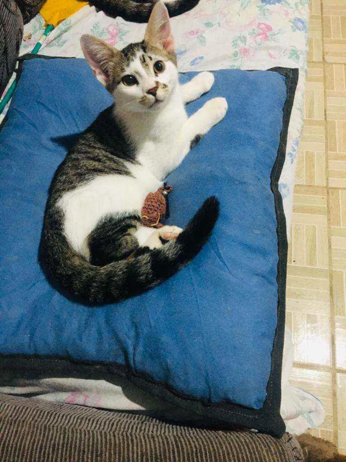 Gato ra a Srd idade 1 ano nome Sol e jimmy