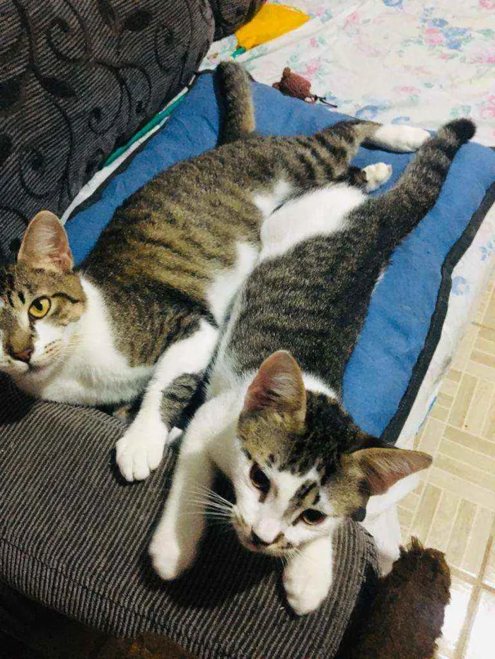 Gato ra a Srd idade 1 ano nome Sol e jimmy