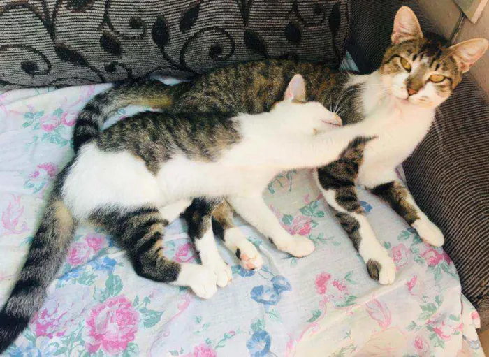 Gato ra a Srd idade 1 ano nome Sol e jimmy