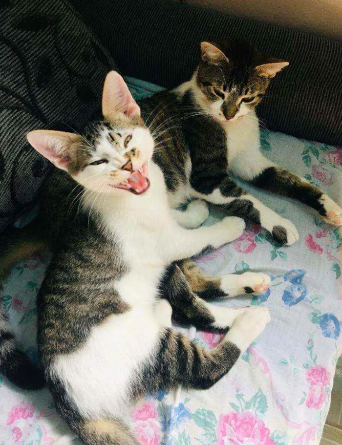 Gato ra a Srd idade 1 ano nome Sol e jimmy