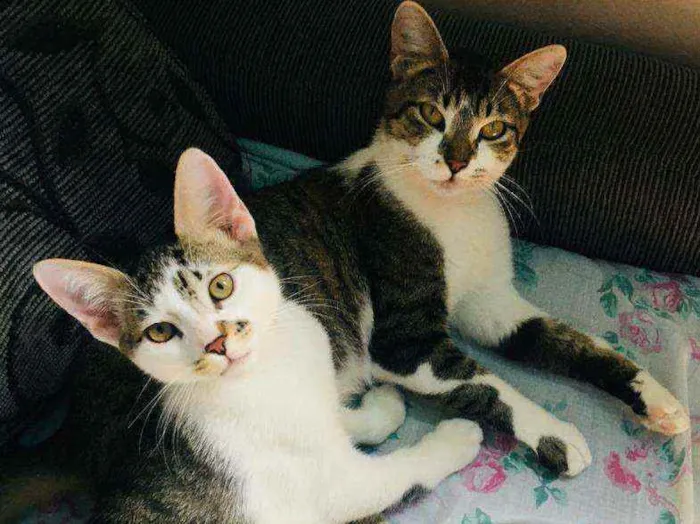 Gato ra a Srd idade 1 ano nome Sol e jimmy