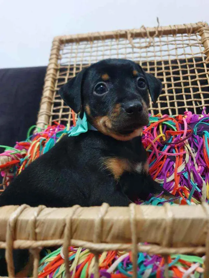 Cachorro ra a Srd idade Abaixo de 2 meses nome Coca