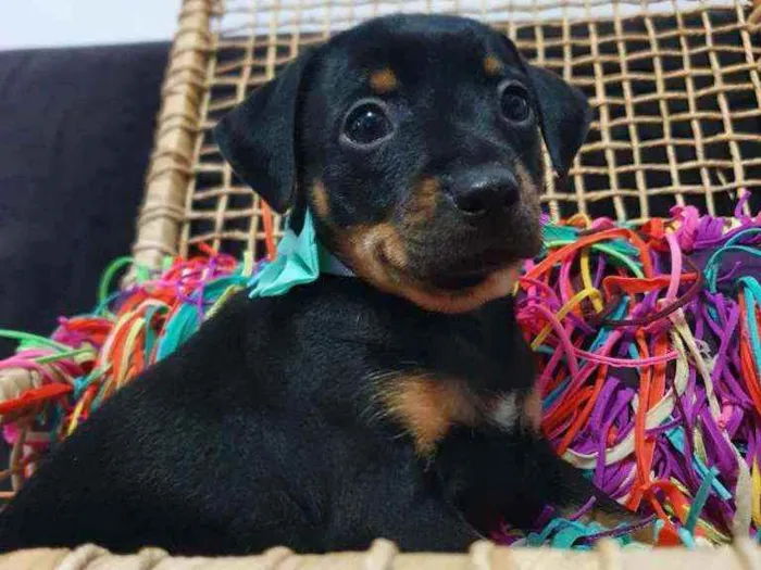 Cachorro ra a Srd idade Abaixo de 2 meses nome Coca