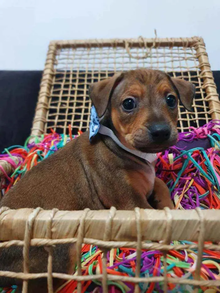 Cachorro ra a Srd idade Abaixo de 2 meses nome Sprite