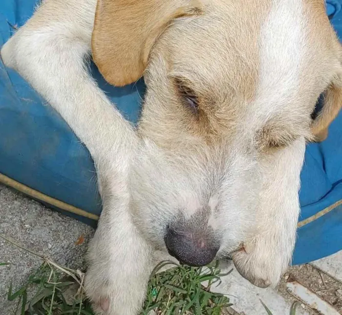 Cachorro ra a  idade 1 ano nome Estopinha 