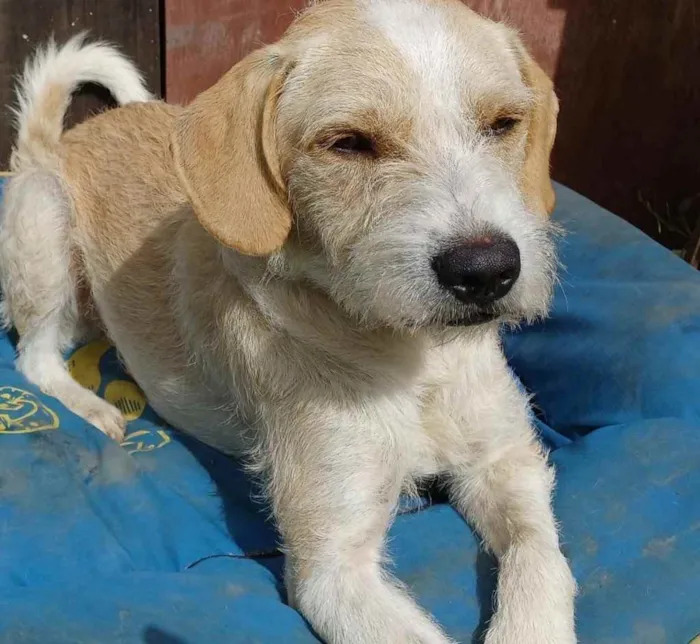 Cachorro ra a  idade 1 ano nome Estopinha 