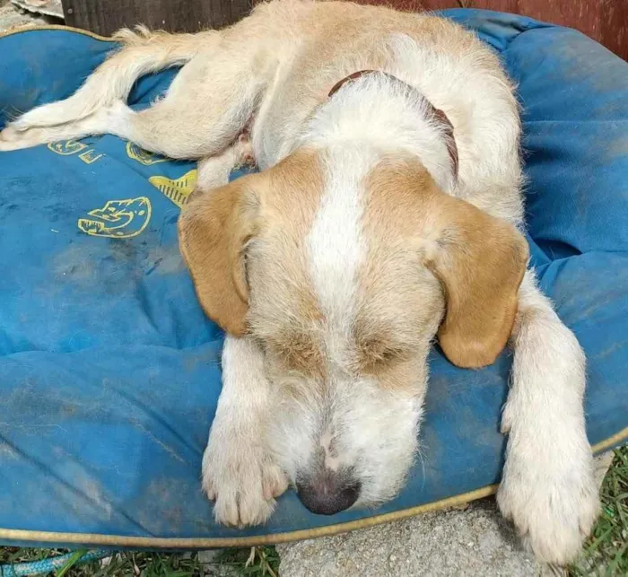 Cachorro ra a  idade 1 ano nome Estopinha 