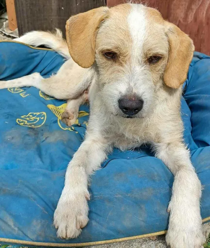 Cachorro ra a  idade 1 ano nome Estopinha 