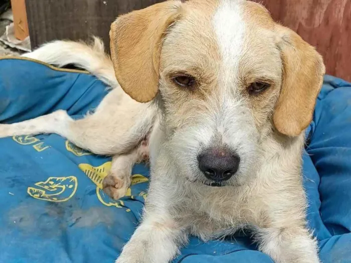 Cachorro ra a  idade 1 ano nome Estopinha 