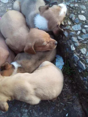 Cachorro raça Misturada  idade  nome Theo,Bidu, Bruce e s
