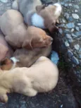 Theo ,Bruce ,simba,e