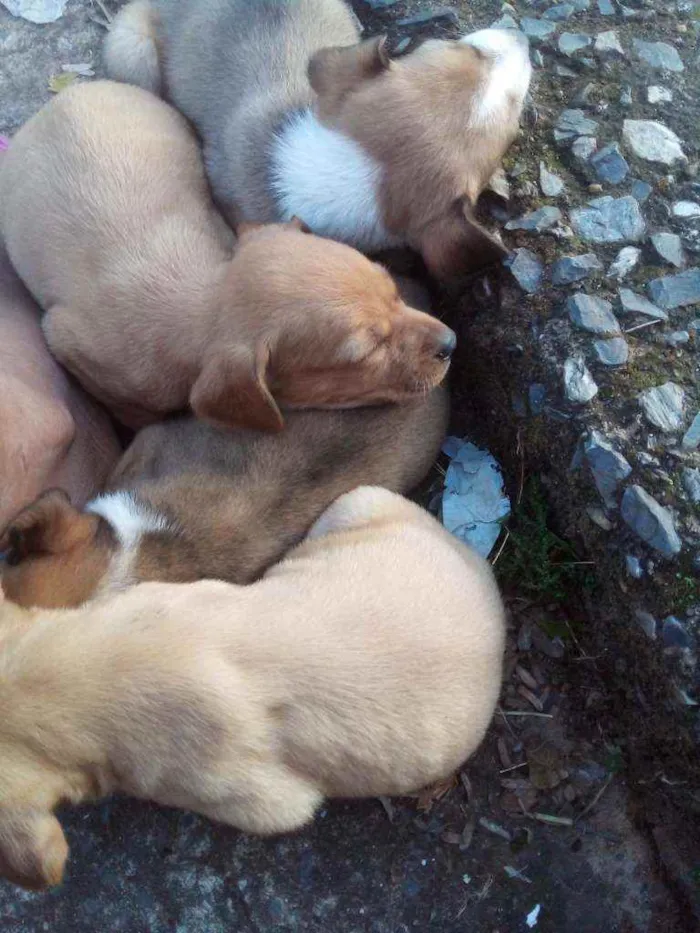 Cachorro raça Misturada  idade 2 a 6 meses nome Theo ,Bruce ,simba,e