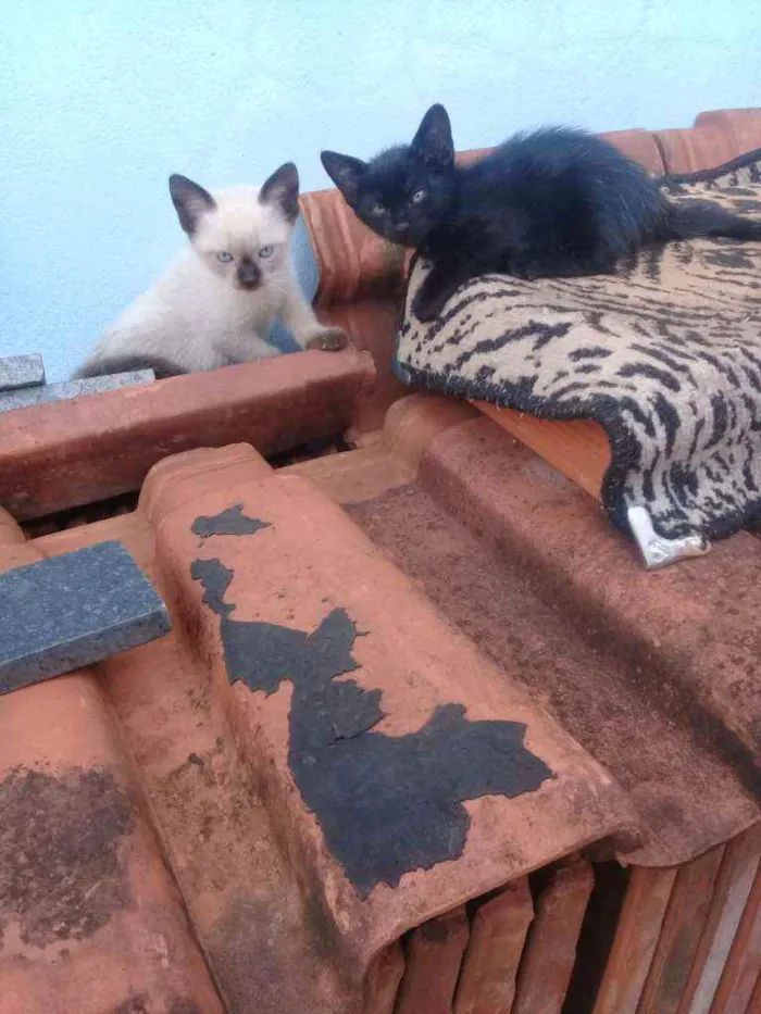 Gato ra a Siamês idade 2 a 6 meses nome Sem nome 
