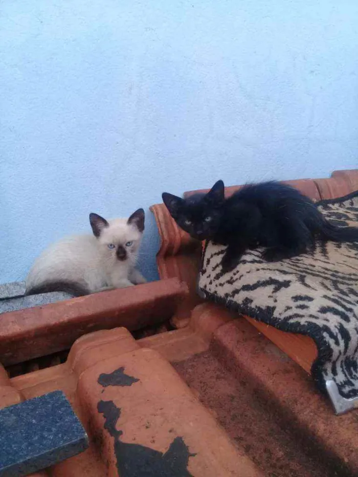 Gato ra a Siamês idade 2 a 6 meses nome Sem nome 