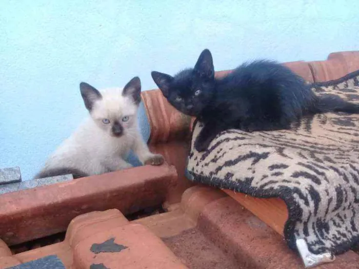 Gato ra a Siamês idade 2 a 6 meses nome Sem nome 