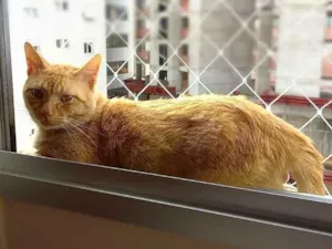 Gato raça srd idade 5 anos nome Thor